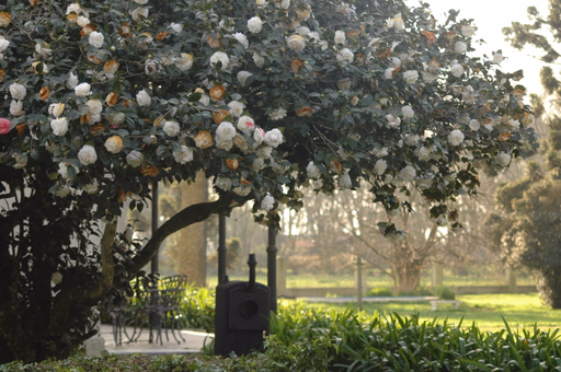 Galería Estancia San Pablo 1
